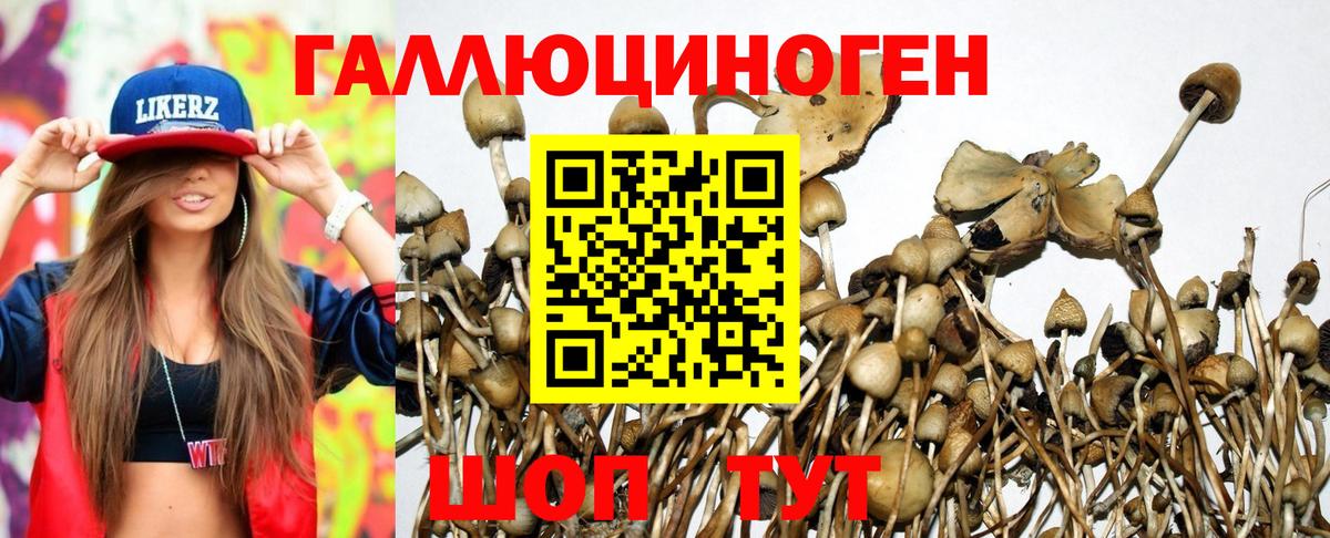 Вязники  Псилоцибиновые грибы Psilocybe  Вход с VPN 